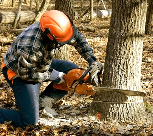 Tree Removal in Blue Ball, PA